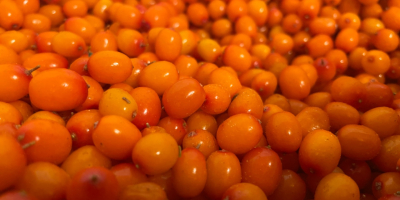 I am looking for Seabuckthorn berries - organic and