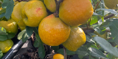 I will sell quince fruits of large-fruited varieties. Fruits