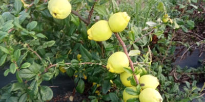 I will sell quince fruits of large-fruited varieties. Fruits