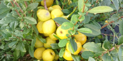 I will sell quince fruits of large-fruited varieties. Fruits