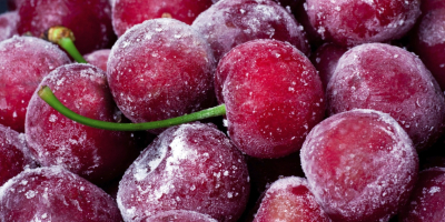 We are offering high-quality Sour cherry at competitive prices