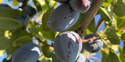 Fresh Stanley plums from Moldova for sale We offer