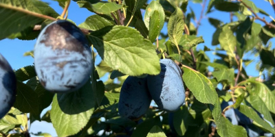 Prune proaspete Stanley din Moldova de vanzare Oferim prune