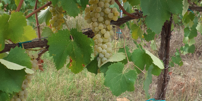 Ich verkaufe die Qualitätsweintrauben Lambrusco Grasparossa und Trebbiano Modenese.