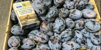 Moldovan Stanley Plum in large quantities, price negotiable.