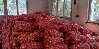 Soiul de ceapă Nogal este situat în satul Choba,