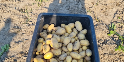 Hello, I am selling delicious homegrown potatoes of the