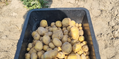 Hello, I am selling delicious homegrown potatoes of the