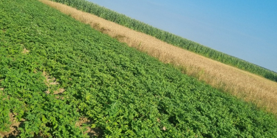 Здравейте, продавам вкусни домашни картофи Кралица Ана и Михалина.