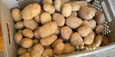 I offer new crop potato, yellow and red varieties