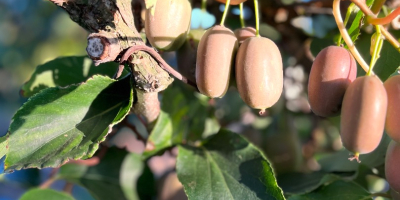 Mini Kiwi de vânzare - varietate Bingo. Ambalaj de