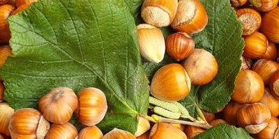 Hazelnuts in shell (mixture of varieties) Particularly beautiful, natural