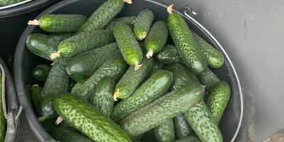 Our company sell cucumbers origins Romania Big quantities For