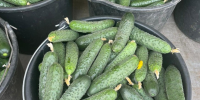 Our company sell cucumbers origins Romania Big quantities For