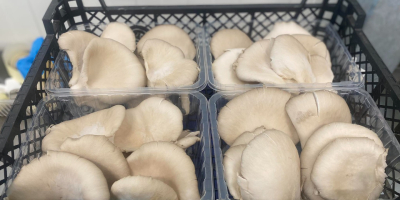 We are a national leader in oyster mushroom cultivation.