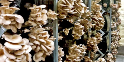 We are a national leader in oyster mushroom cultivation.