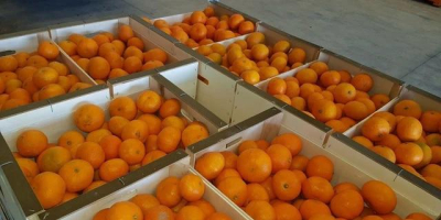 Spanish mandarin 1 harvest, iwasakis, okitsu, packed in a