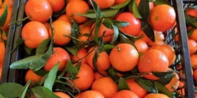 Spanish mandarin 1 harvest, iwasakis, okitsu, packed in a