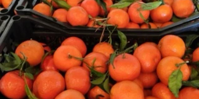 Spanish mandarin 1 harvest, iwasakis, okitsu, packed in a