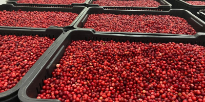 I will sell lingonberries, fresh, cleaned, very good quality,