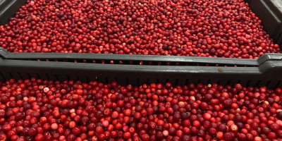 I will sell lingonberries, fresh, cleaned, very good quality,