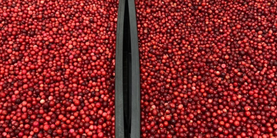 I will sell lingonberries, fresh, cleaned, very good quality,