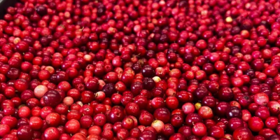 Vand lingonberries, proaspete, curatate, calitate foarte buna, clasa I,