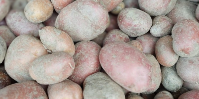 I sell white and red potatoes in large quantities,