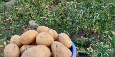 Vand cartofi albi si rosii in cantitate mare ,ambalati