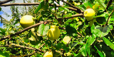 Bună ziua, vand mere ecologice Antonówka dintr-o curte veche,