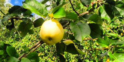 Hallo, ich verkaufe ökologische Antonówka-Äpfel von einem langjährigen alten