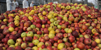 I offer industrial apples for sale in Szabolcs County