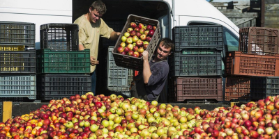 I offer industrial apples for sale in Szabolcs County