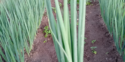 Bună dimineaţa. Vand arpagic ciorchine, bucati sau kilograme.