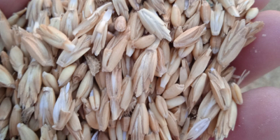 I am selling 30,000 kg of organic spelt, harvest