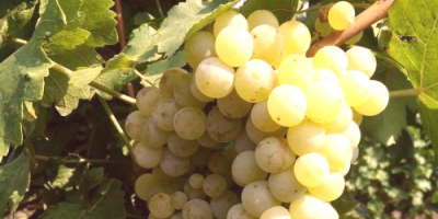 I am selling muscat otonel, rkatsiteli, June blanc grapes.