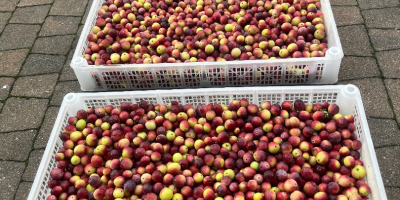 Ich werde Swierza-Preiselbeeren aus meiner eigenen Ernte in Kisten