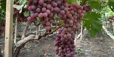 The origin of the grapes is Italy, Sicily. Top