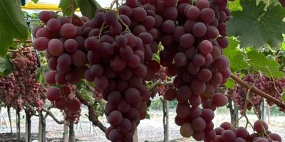 The origin of the grapes is Italy, Sicily. Top