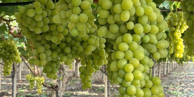 The origin of the grapes is Italy, Sicily. Top