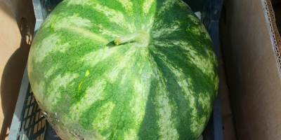 Watermelons for sale, variety crimson sweet 5t-20t, Braila county,