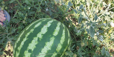 Watermelons for sale, variety crimson sweet 5t-20t, Braila county,