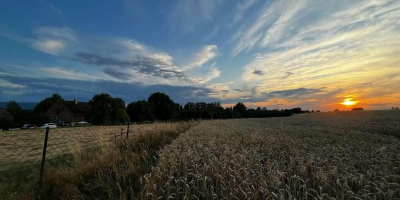 Cumpărăm grâu, triticale, ovăz, orz. De asemenea, sunt binevenite