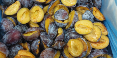 Iqf plums hand cut Stanley variety Crop 2024 Origin:Bosnia