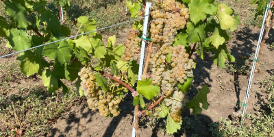 Grapes for wine production, DOC Dealu Mare, of the