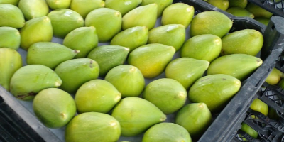 georgische (Bio-)Feige angebaut auf meiner Farm in Georgien, Kaxeti