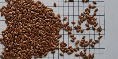 Our company Ingran can now offer flax seeds of