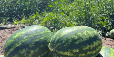 Добро јутро! Продаћу пољску лубеницу, слатку и сочну, са