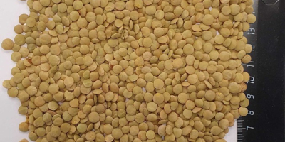 We offer Green Lentils Purity: 98% Upon agreement, we