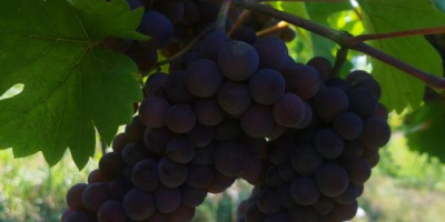 Grapes from the noble vine for sale. The best